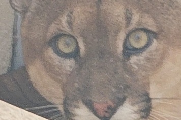 Onça-Parda é Capturada em Condomínio de Alto Padrão em Uberlândia e Devolvida à Natureza